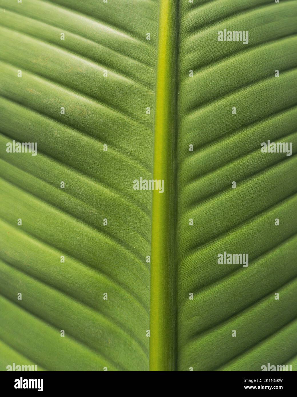 Green tropical leaf hi-res stock photography and images - Alamy
