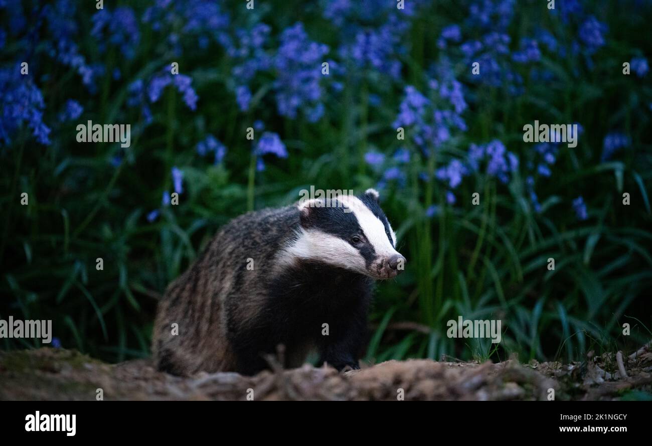 Badger in Bluebells Stock Photo - Alamy