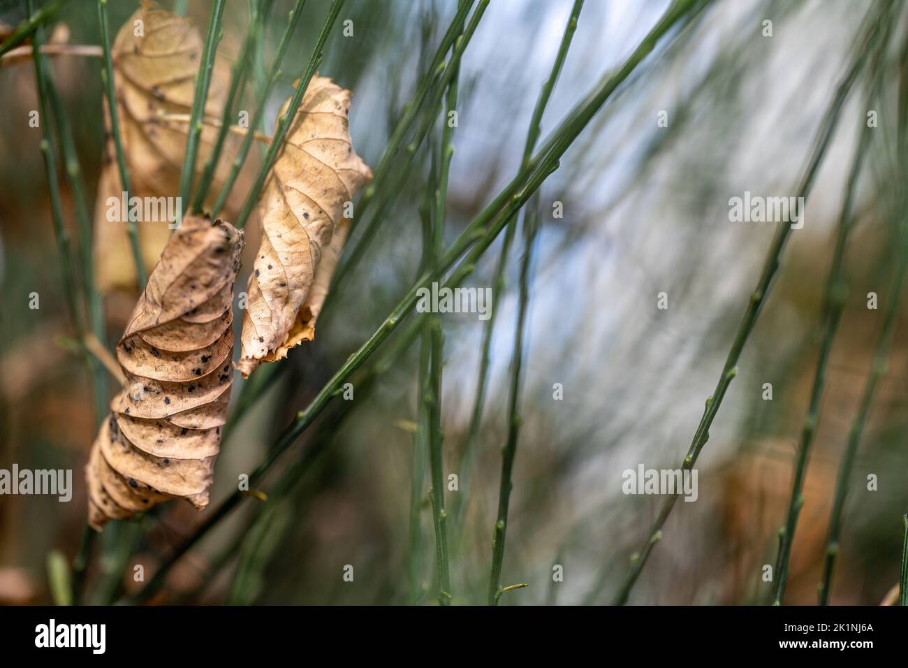 Wrinkled withered leaf wrapped around a grass straw during early fall in Sweden Stock Photo