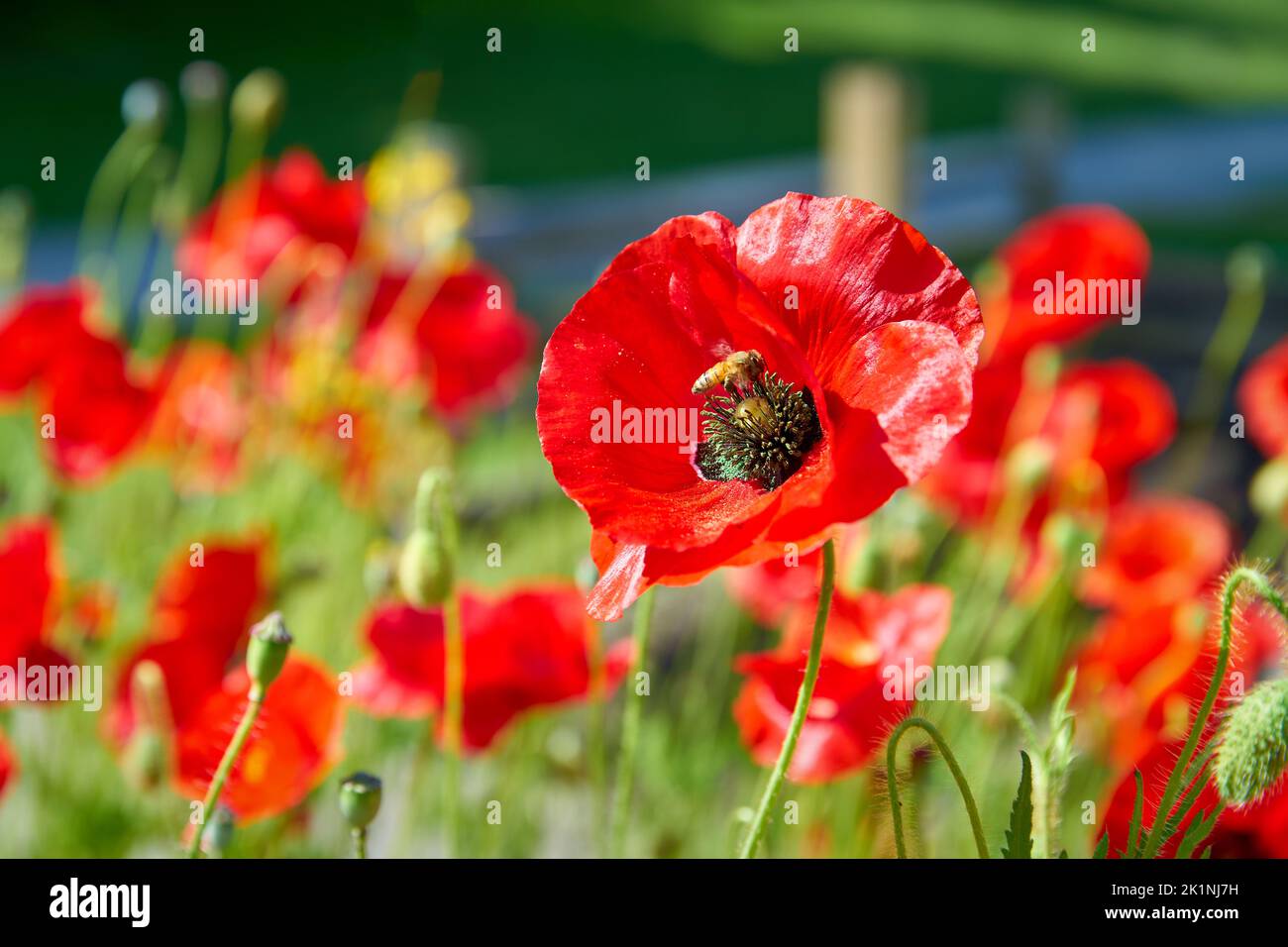 Poppies and a Bee. Poppies and a bee in a rural setting. Stock Photo