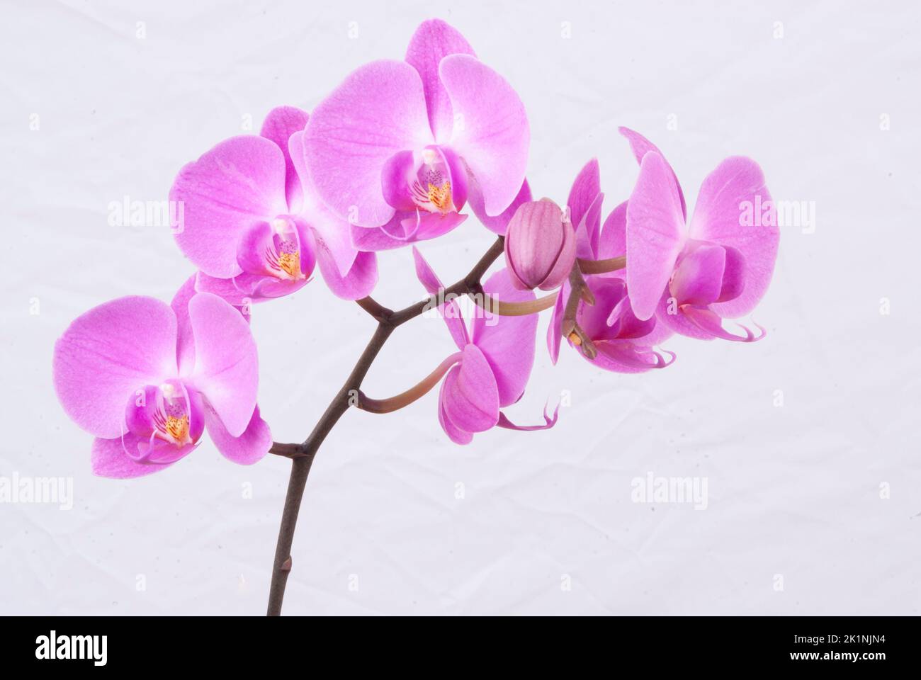 Pink orchid in bloom Stock Photo