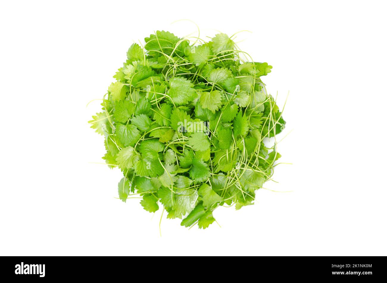 Anise microgreens, circle from above. Shoots of Pimpinella anisum, also called aniseed, a herb with a flavor reminiscent of licorice. Stock Photo