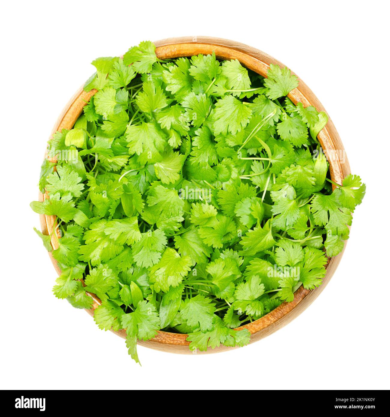 Cilantro microgreens, in a wooden bowl. Fresh and ready to eat green shoots of Coriandrum sativum, also called coriander, Chinese parsley or dhania. Stock Photo
