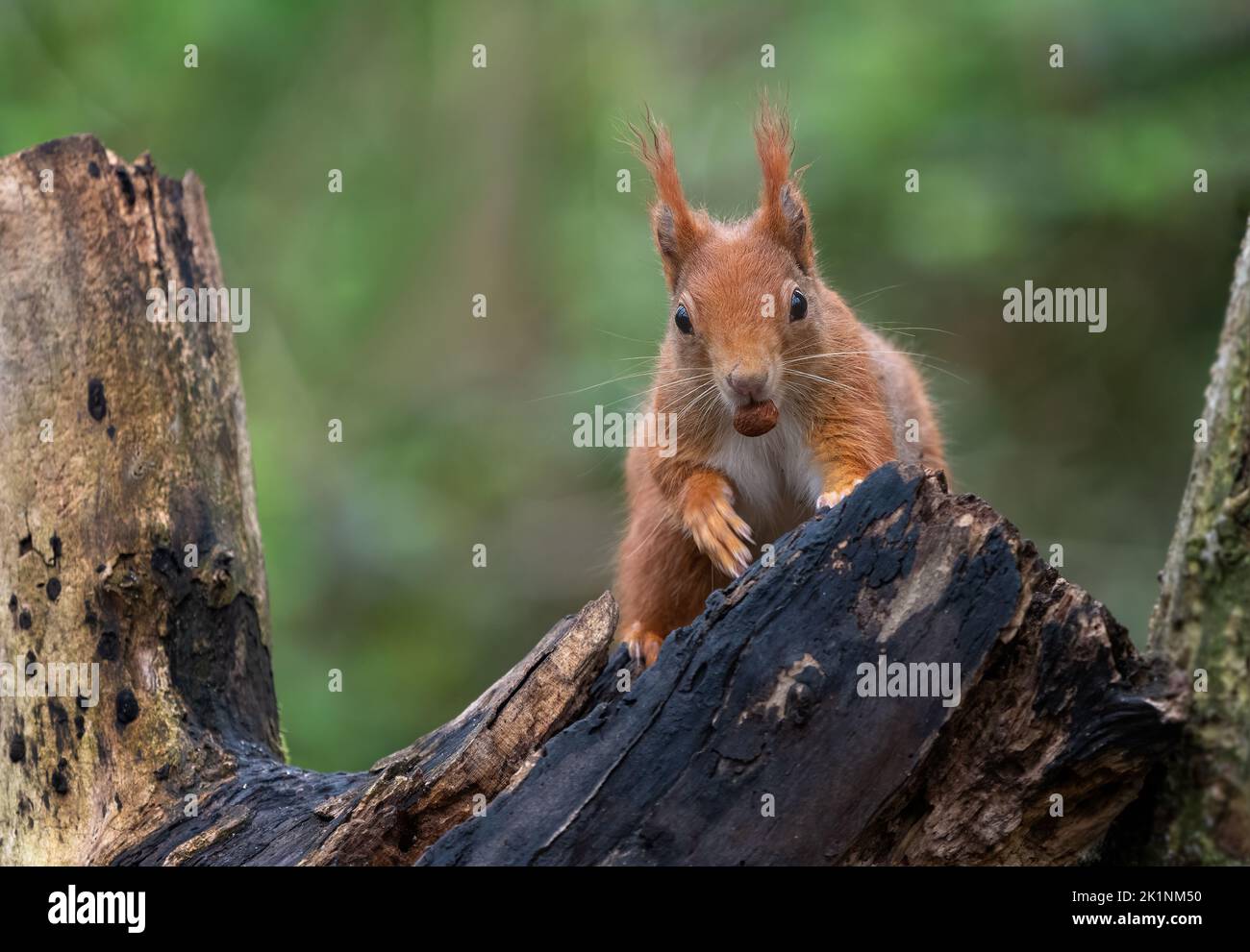 A close up of a red squirrel, Sciurus vulgaris, complete with its ear tufts and with a hazelnut in its mouth. Stock Photo