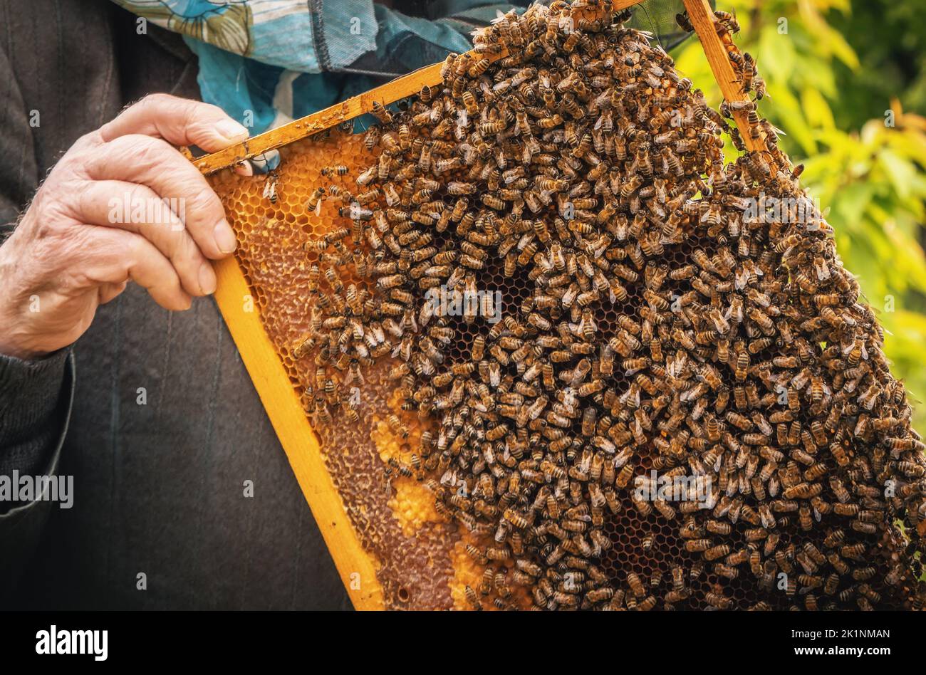 Beekeeper holds honey comb in hands. Apiculture concept. Honeycomb with honey close-up. Stock Photo