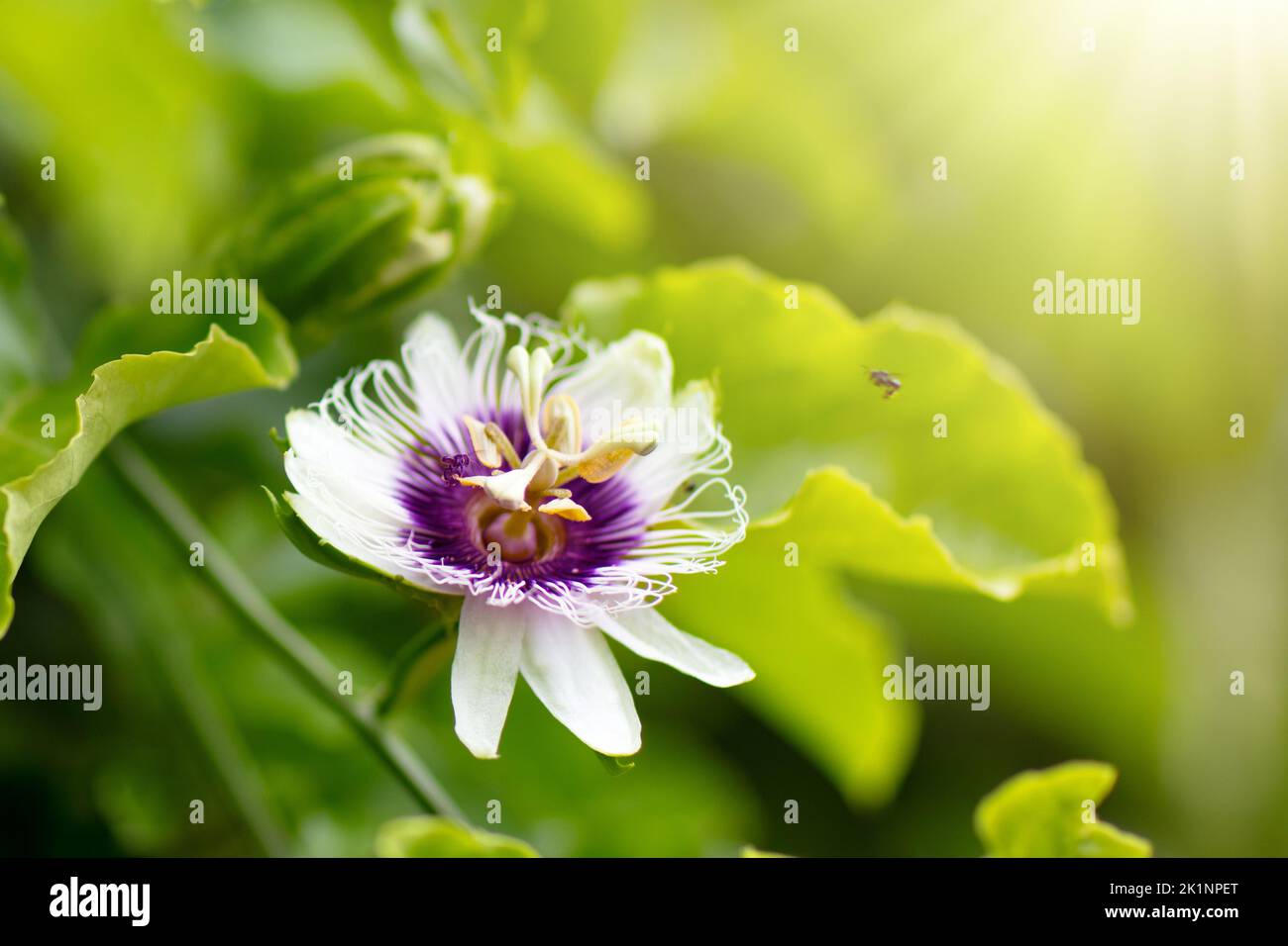 Passionfruit Flower Passion Fruit Blossom Tropical Plants Fruit Tree