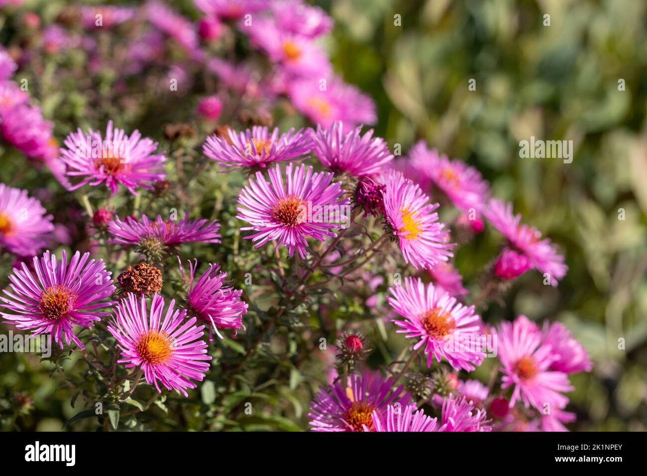 Stunning perennial autumn flowering pink asters. Photographed on a sunny day in September at RHS Wisley garden, Surrey UK. Stock Photo