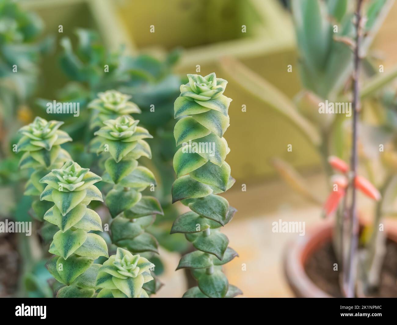 succulent plant string of buttons variegata in daylight indoor Stock Photo