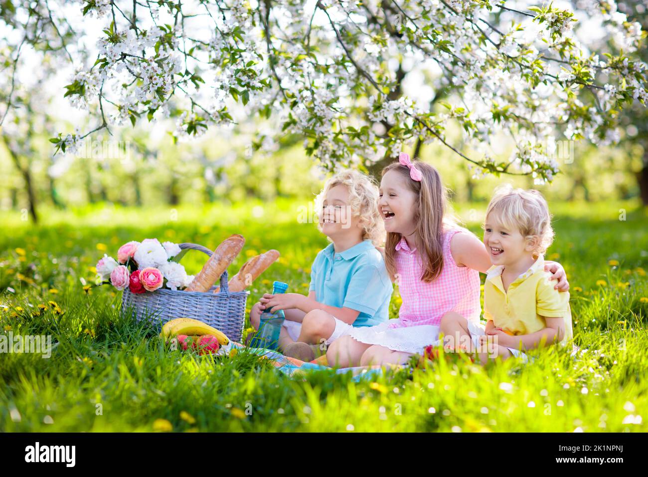 Family picnic in spring park with blooming cherry trees. Kids eating fruit and bread lunch outdoors in blooming apple garden sitting on a blanket with Stock Photo