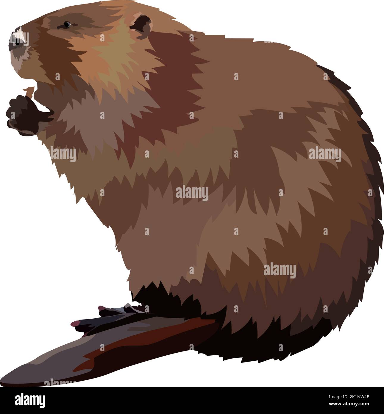 Hand drawn beaver realistic icon vector illustration Stock Vector Image