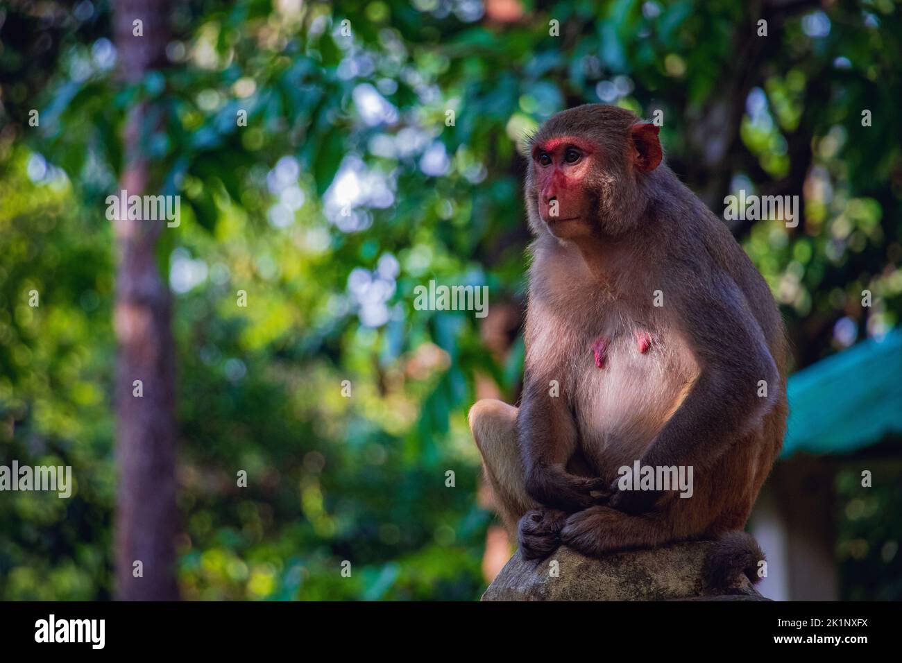 A monkey sits alone on a concrete pillar in a safari park. Stock Photo