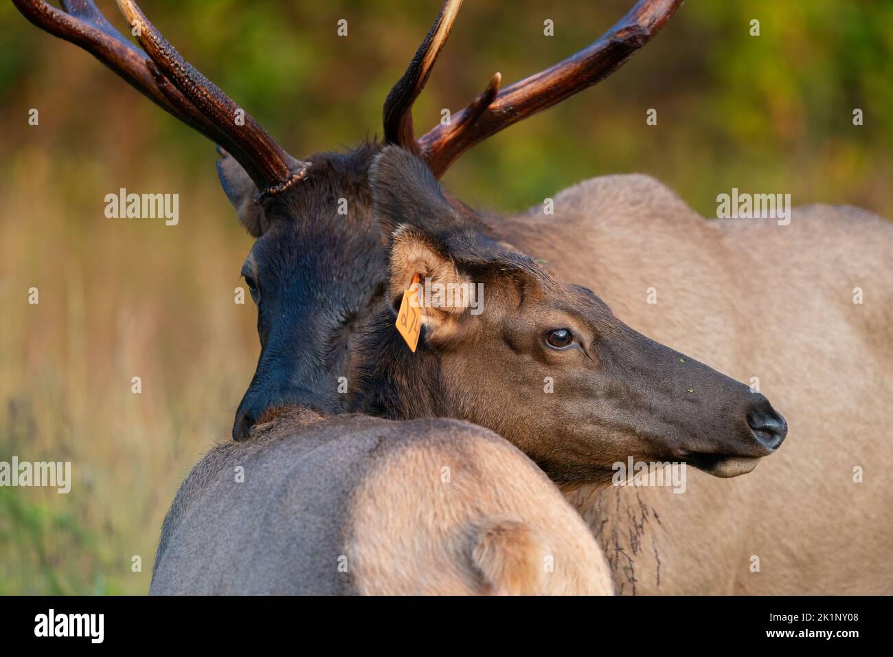 A bull elk shares a somewhat tender moment with a cow elk. Stock Photo