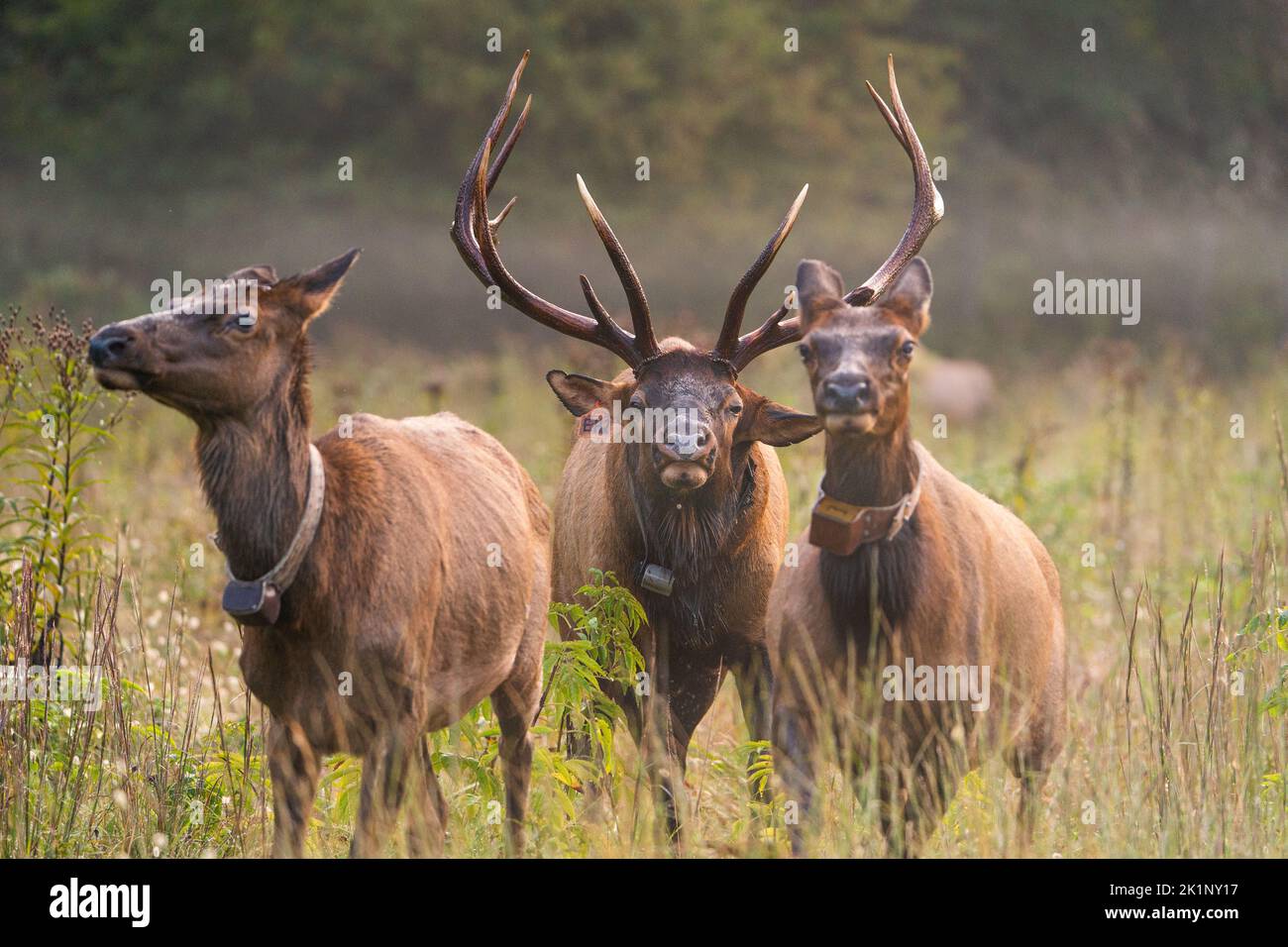 Bull Elk Herding Cows Stock Photo
