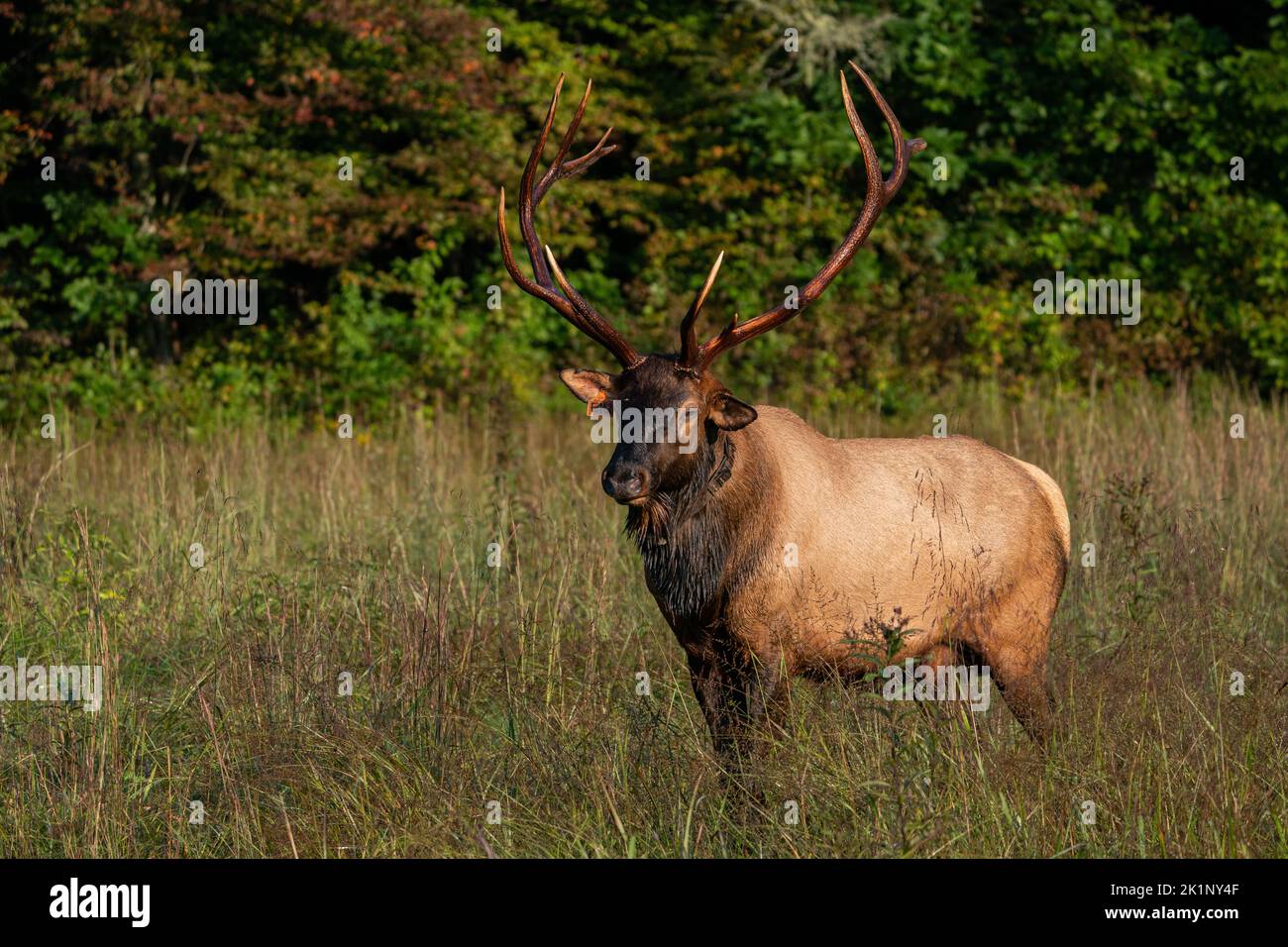 A rocky mountain elk in a strong stance. Stock Photo