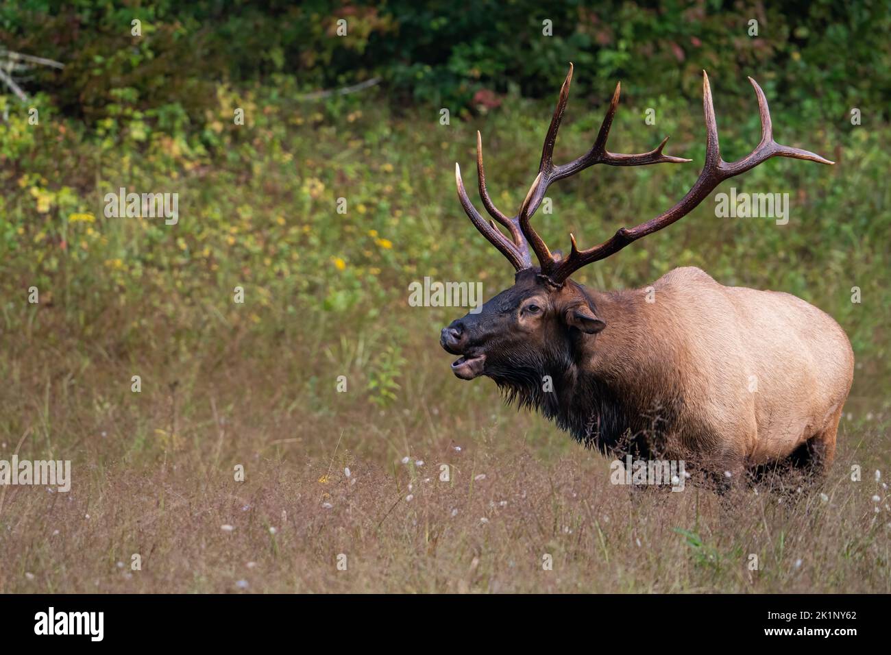 Rocky Mountain Elk Bugling Stock Photo