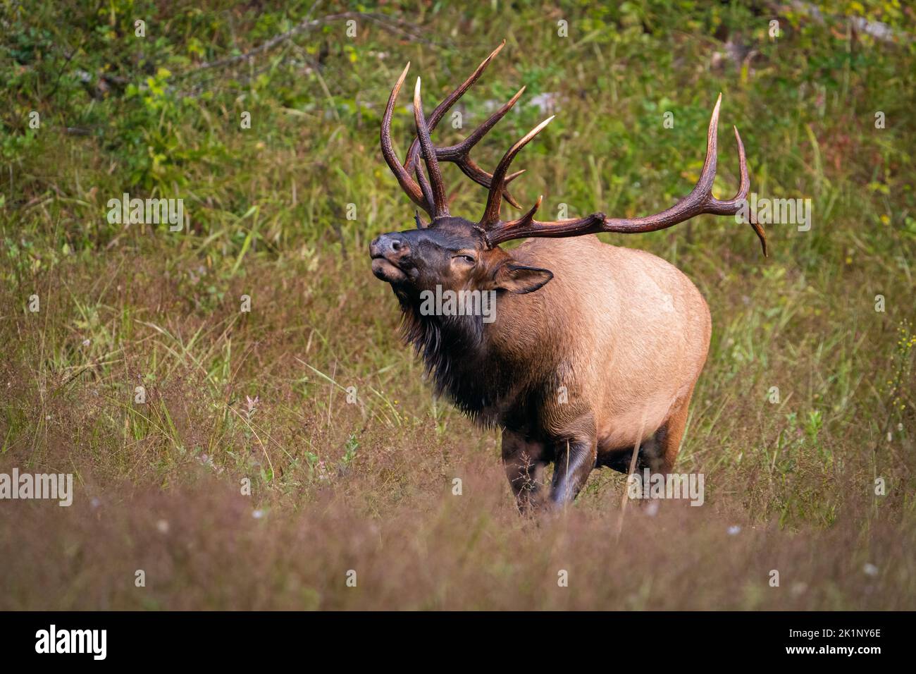 Rocky mountain elk Stock Photo