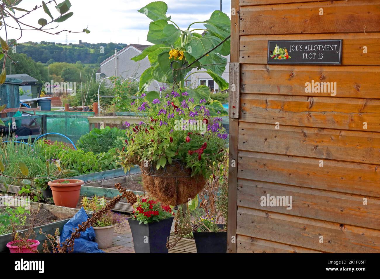 Sunflower, shed, GAFA, Glossopdale Action For Allotments, Gamesley Estate, Melandra Castle Road, Gamesley, High Peak,England, UK, SK13 0BN Stock Photo