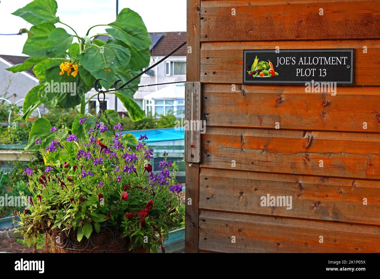 Sunflower, shed, GAFA, Glossopdale Action For Allotments, Gamesley Estate, Melandra Castle Road, Gamesley, High Peak,England, UK, SK13 0BN Stock Photo