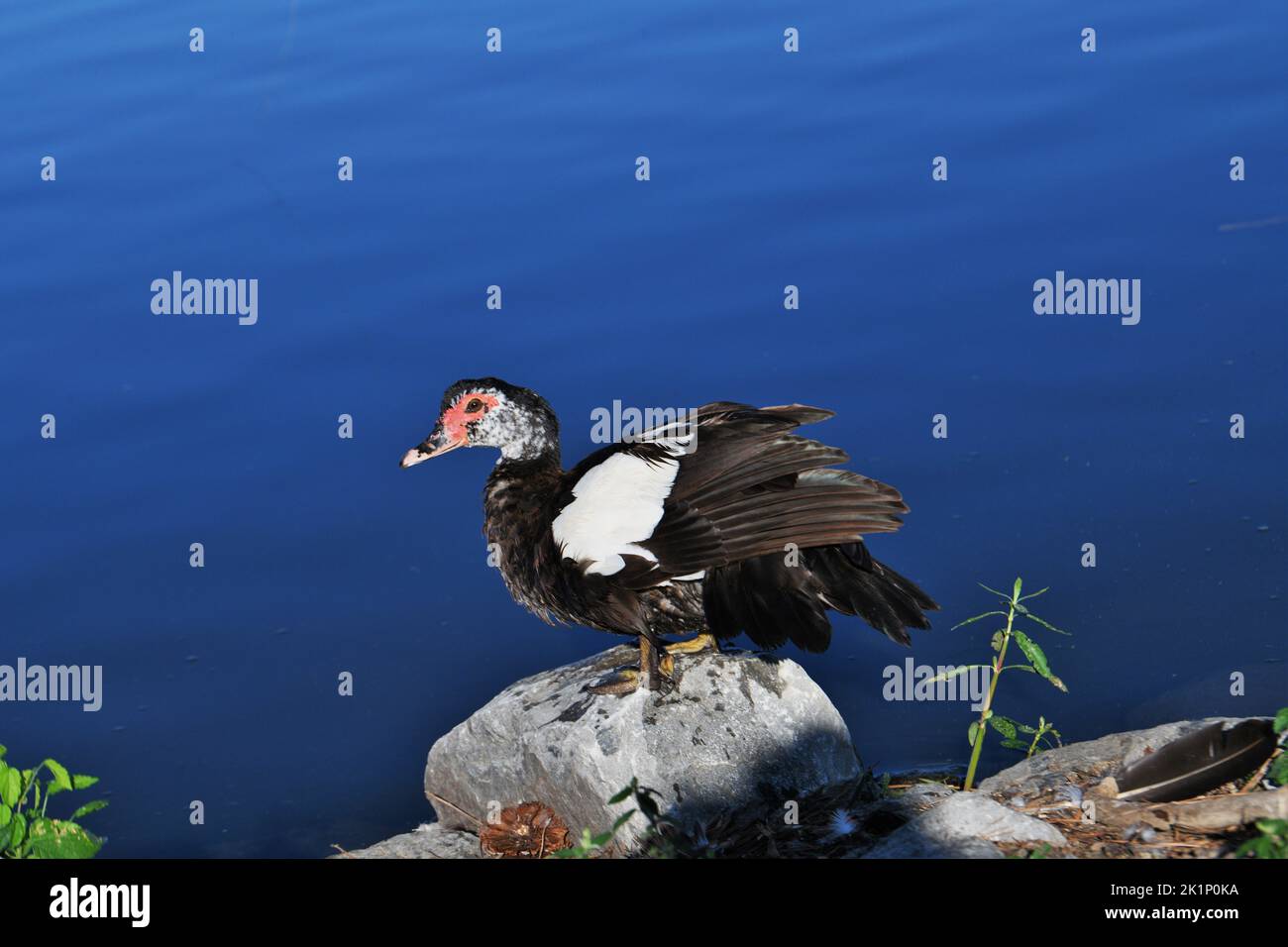 Muscovy Duck. Stock Photo