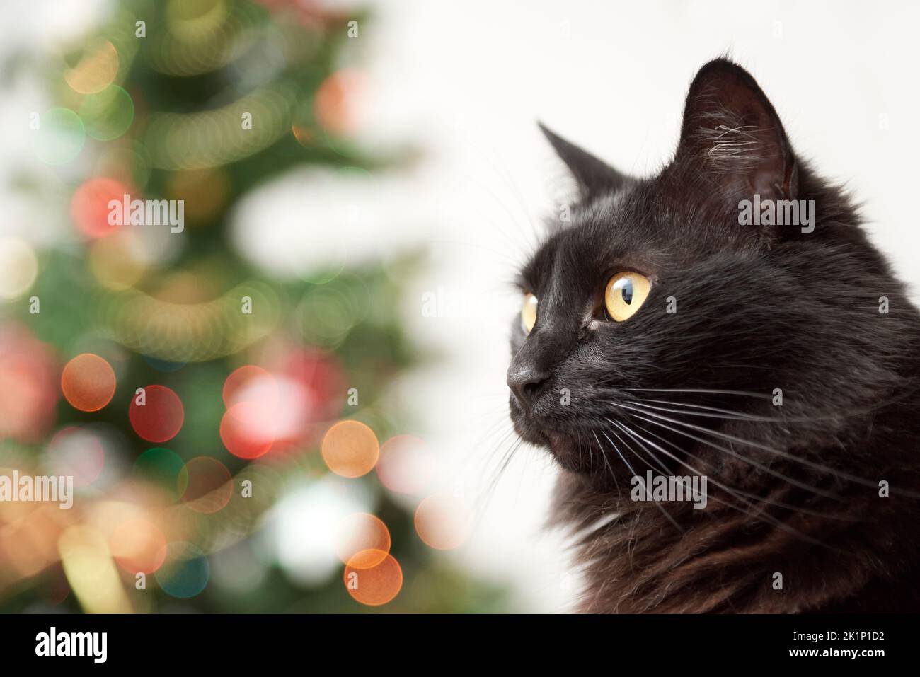 Portrait of cute black cat with a Christmas tree with ornaments and lights in the background. Bright modern image with copy space. Stock Photo