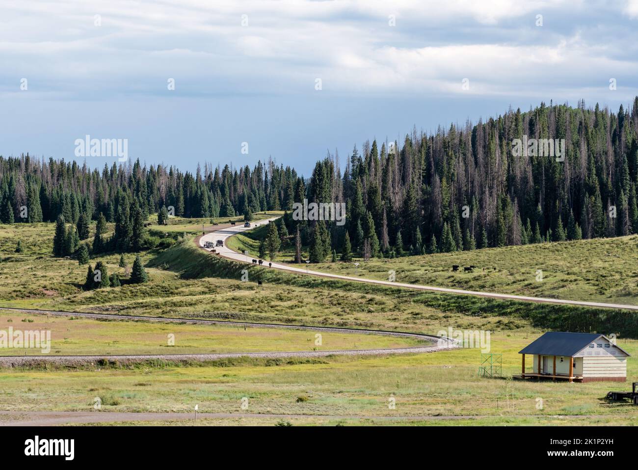 Cars and cows on Highway 17 on Cumbres Pass, a mountain pass  in the San Juan Mountains. Many of the pine trees are Beetle Kill Pine. Stock Photo