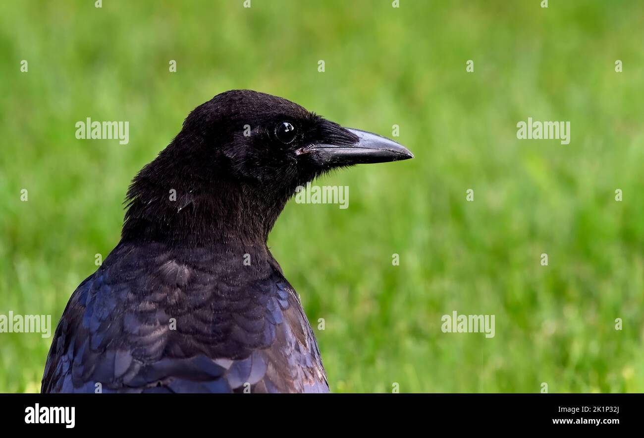 A portrait image of a young crow ' Corvus brachyrhynchos'; against a grass green background , Stock Photo