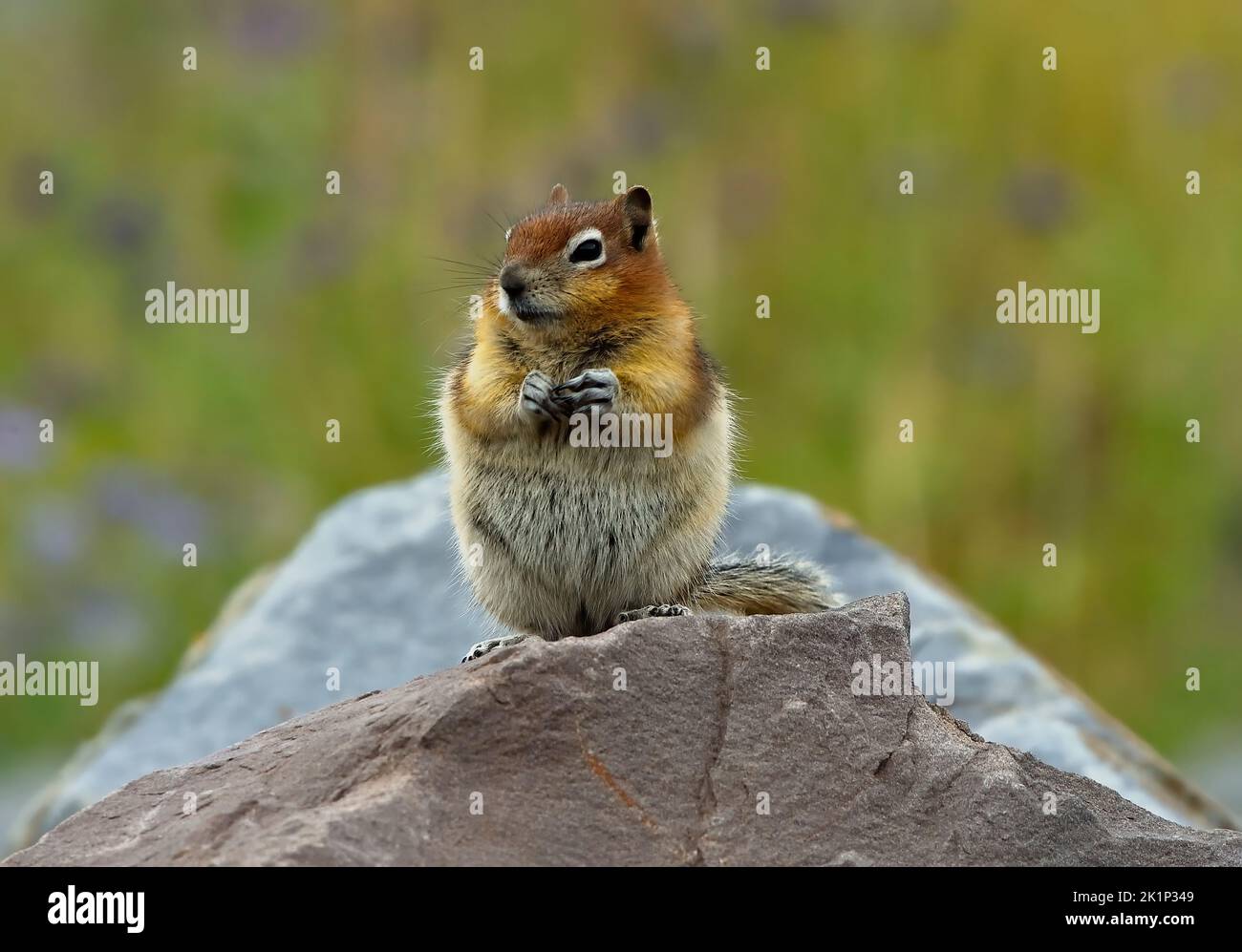 A Golden-mantled ground squirrel,  Callospermophilus lateralis; sitting on a large rock for a better view of his surroundings. Stock Photo