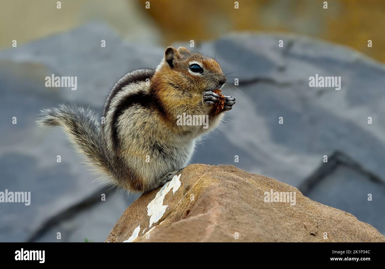 A Golden-mantled ground squirrel,  Callospermophilus lateralis; eating seeds on a large rock for a better view of his surroundings. Stock Photo