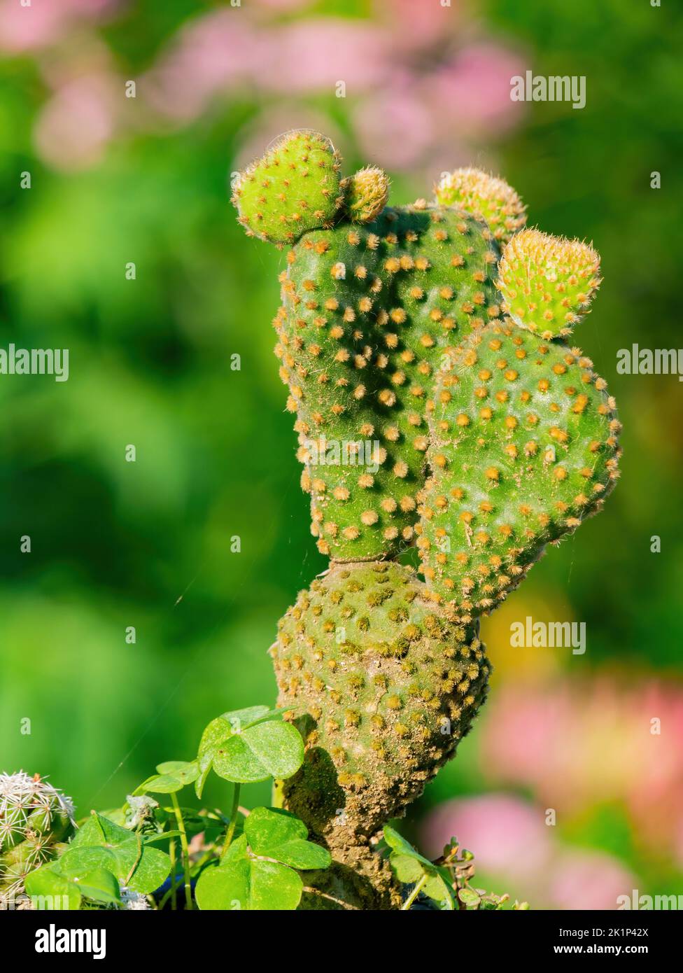 Pretty Nopal Close up shot of Nopal at Matsu, Taiwan Stock Photo - Alamy