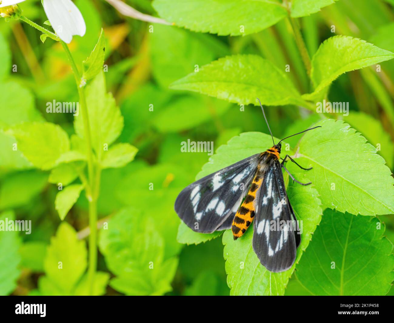 Close up shot of Dysphania moth at Matsu, Taiwan Stock Photo