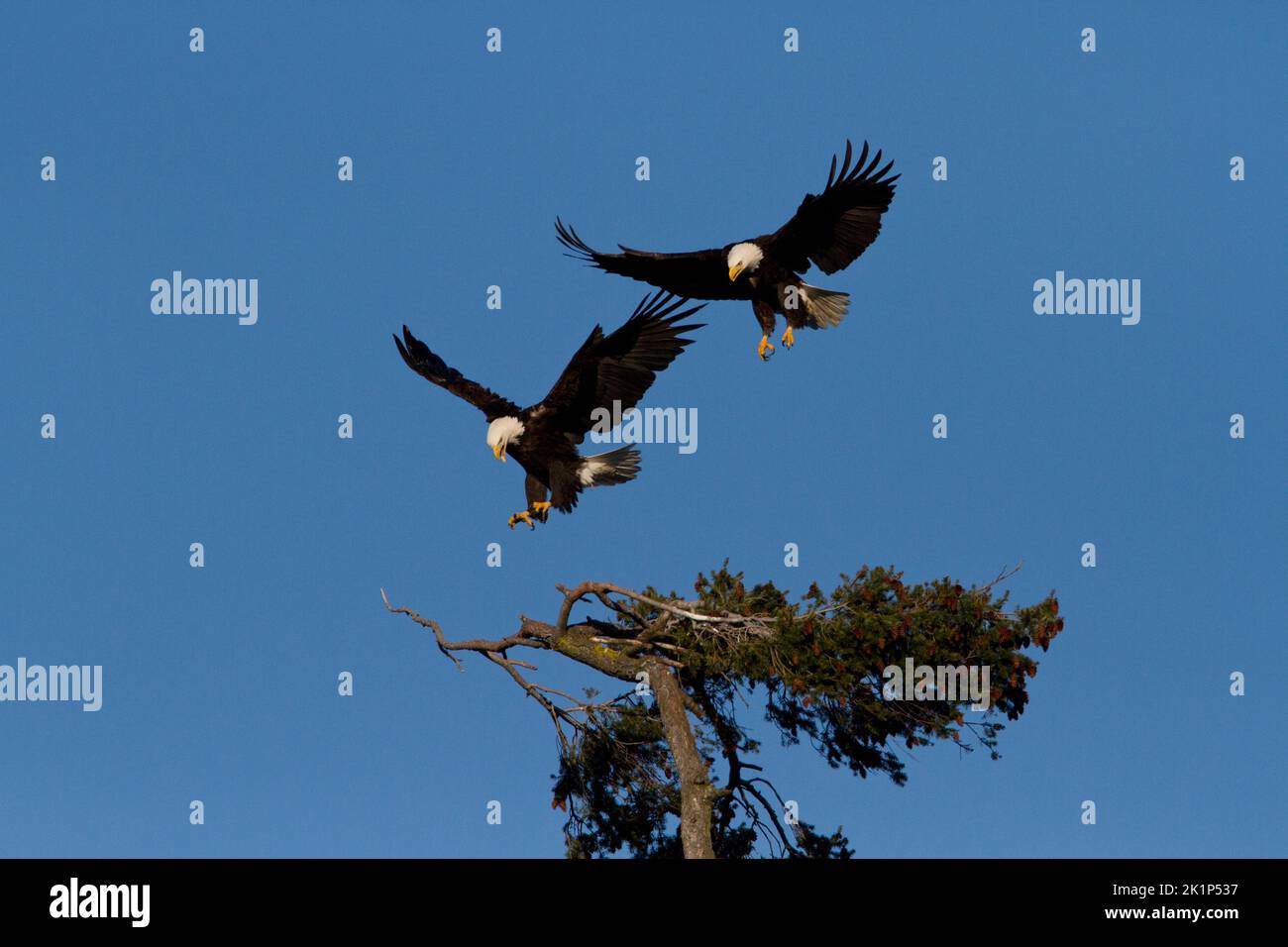 Two Bald Eagles (Haliaeetus leucocephalus) about to land on the top of a douglas fir tree along the coast at Nanaimo, Vancouver Island, BC, Canada Stock Photo