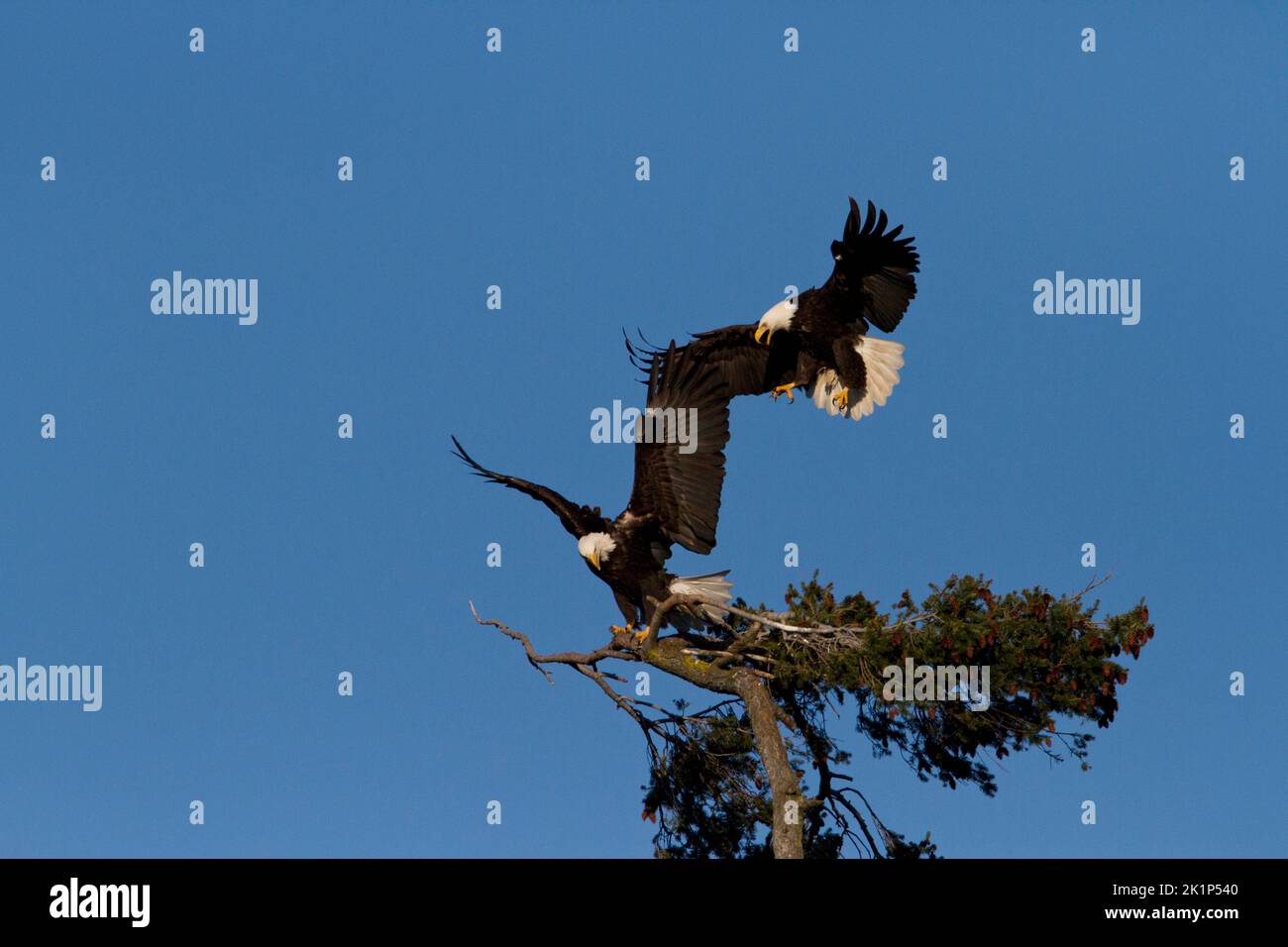 Two Bald Eagles (Haliaeetus leucocephalus) about to land on the top of a douglas fir tree along the coast at Nanaimo, Vancouver Island, BC, Canada Stock Photo