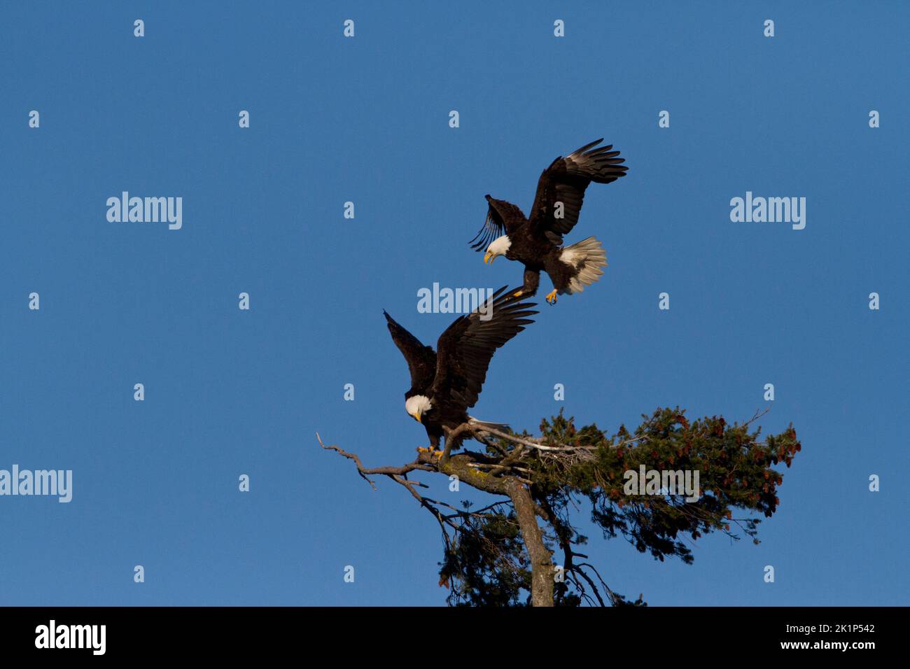 Two Bald Eagles (Haliaeetus leucocephalus) about to land on the top of a douglas fir tree along the coast at Nanaimo, Vancouver Island, BC, Canada Stock Photo