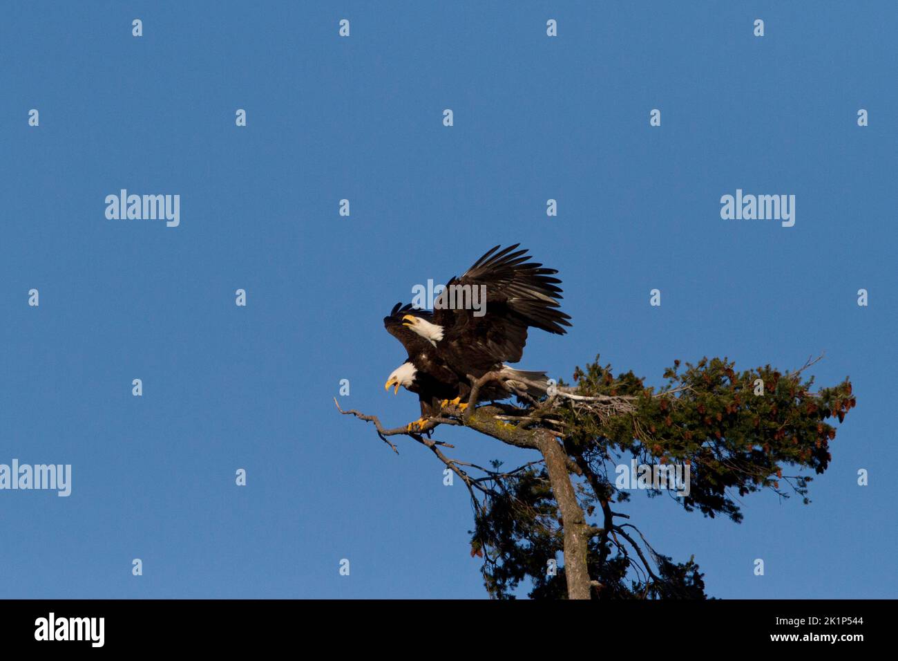 Two Bald Eagles (Haliaeetus leucocephalus) just landed on the top of a douglas fir tree along the coast at Nanaimo, Vancouver Island, BC, Canada Stock Photo