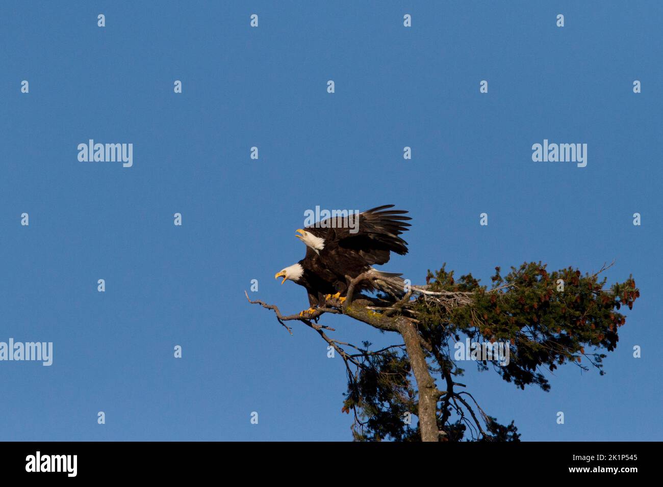 Two Bald Eagles (Haliaeetus leucocephalus) just landed on the top of a douglas fir tree along the coast at Nanaimo, Vancouver Island, BC, Canada Stock Photo