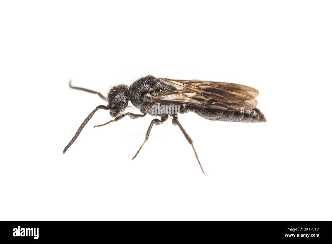 Velvet Ant (Pseudomethoca frigida) - Male isolated on white background. Stock Photo