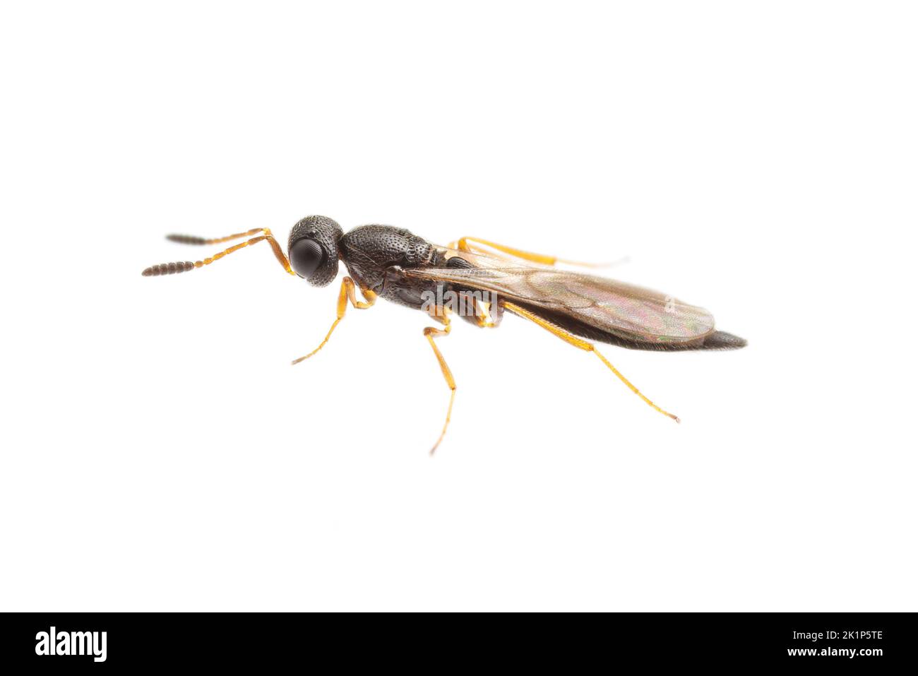 Scelionid Wasp (Scelioninae) isolated on white background. Stock Photo