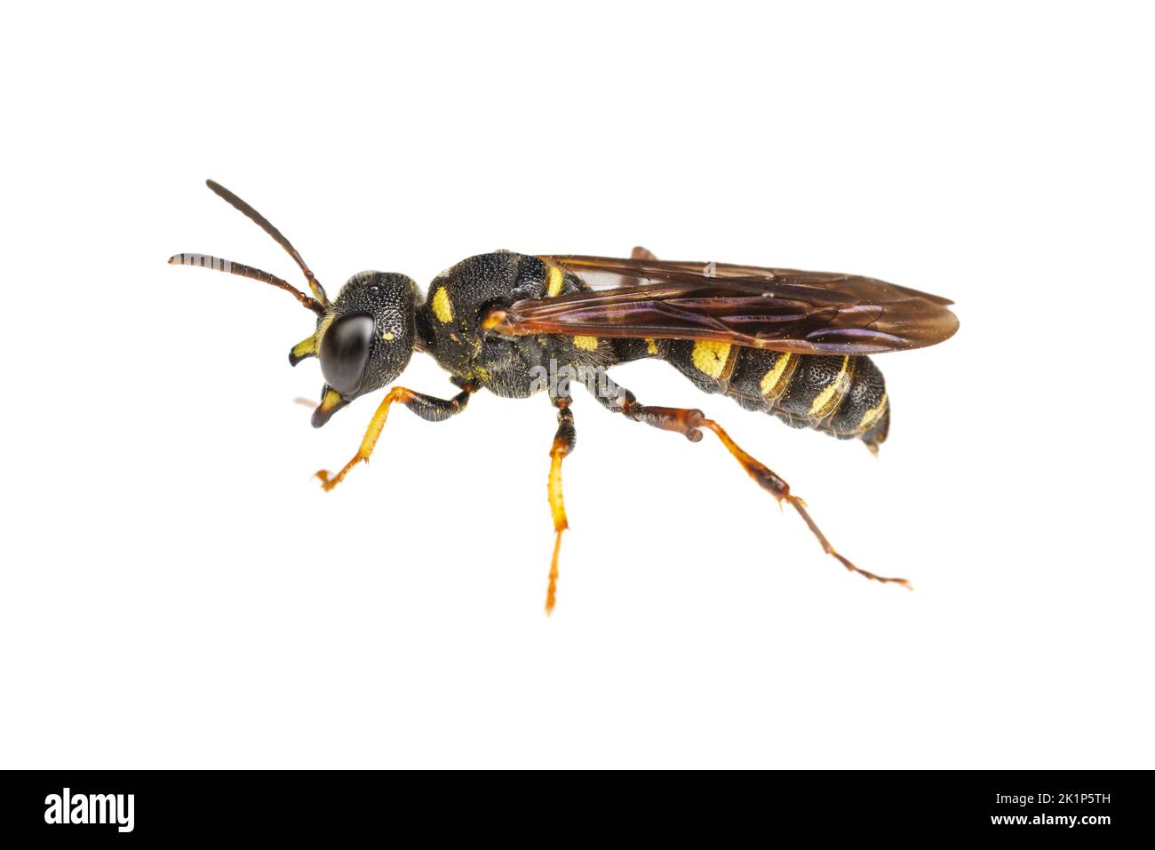 Crabronid Wasp (Cerceris clypeata) - Female isolated on white background. Stock Photo