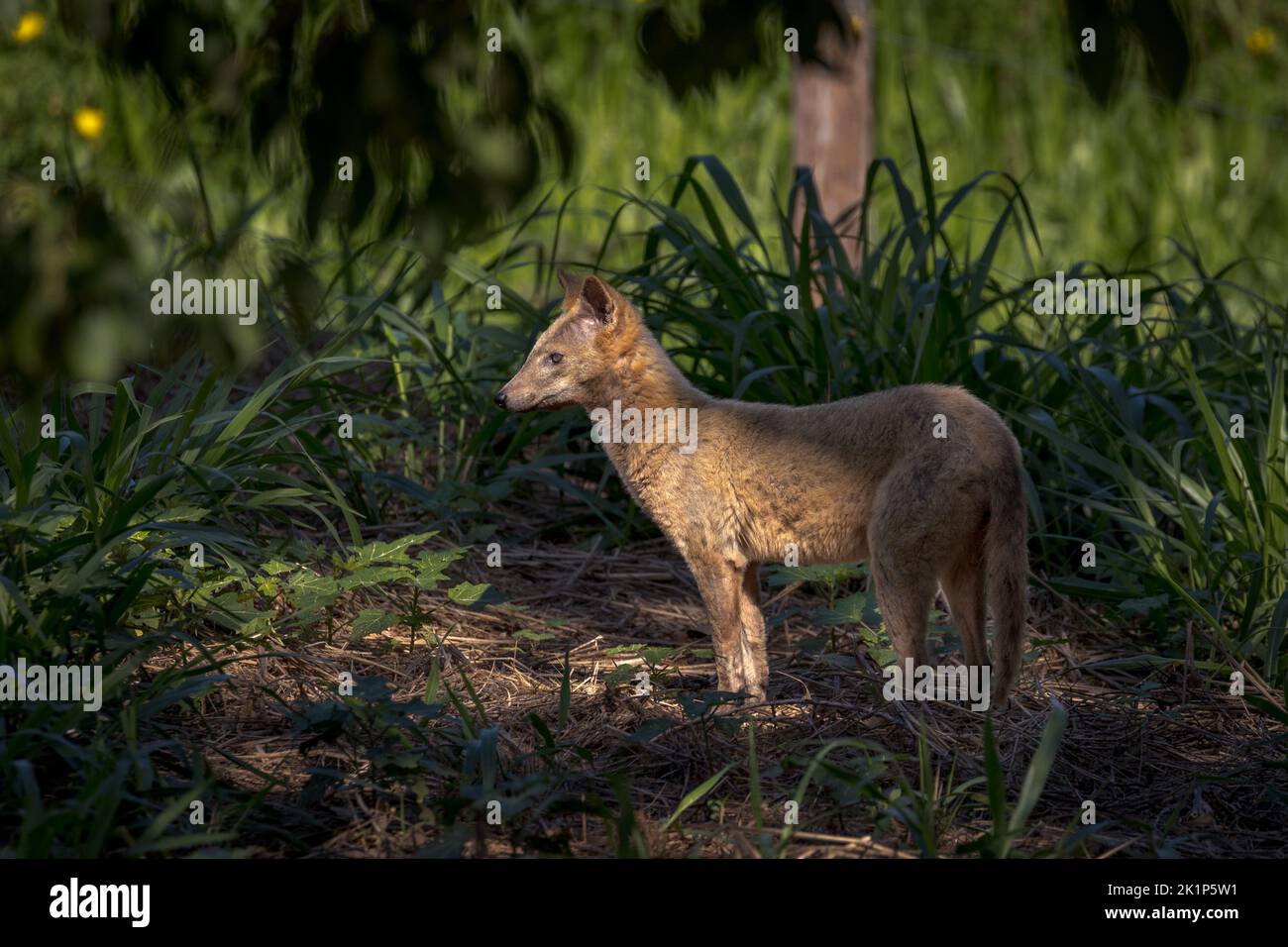 A Crabeating fox (Cerdocyon thous) in the Pantanal of Brazil Stock