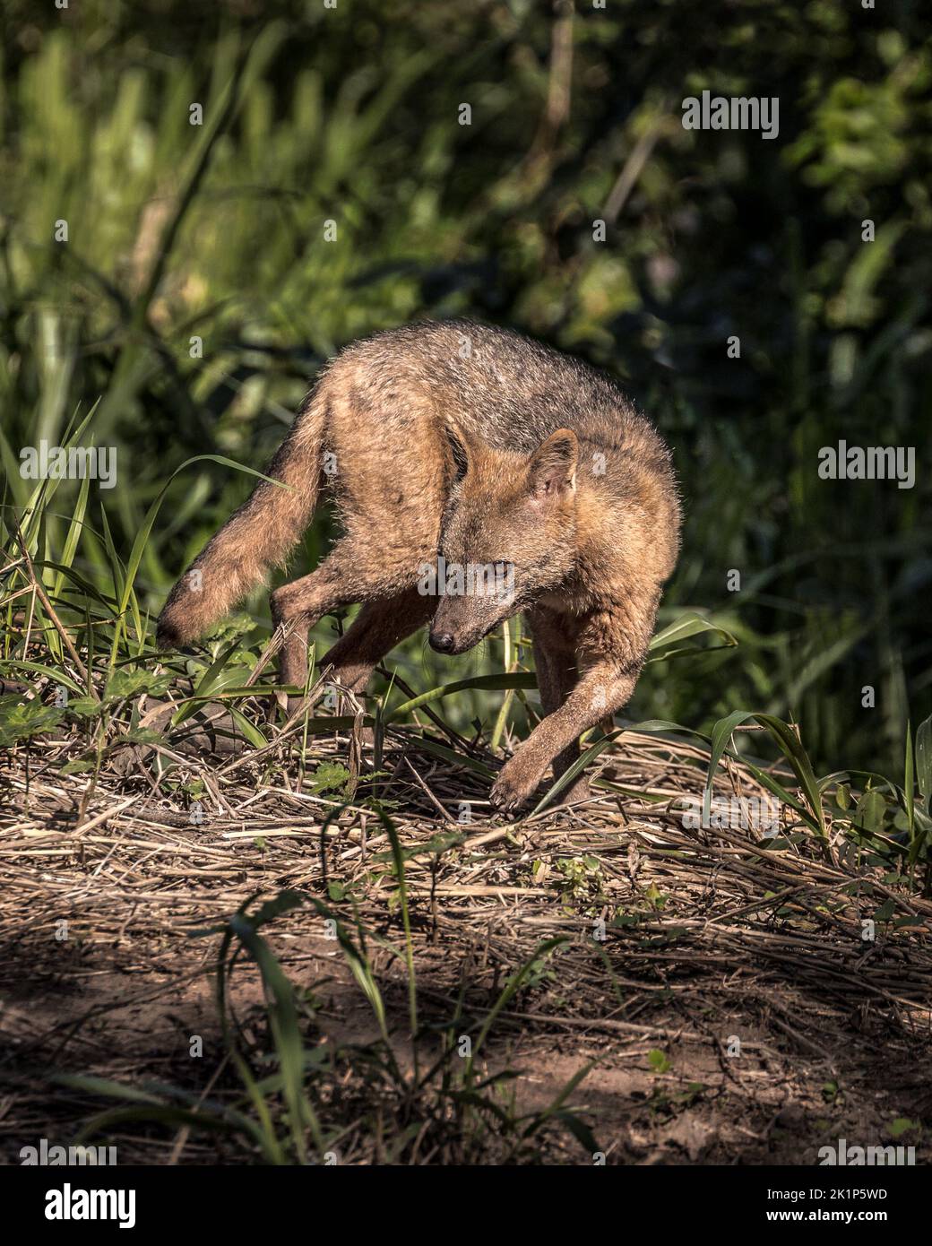 A Crabeating fox (Cerdocyon thous) in the Pantanal of Brazil Stock