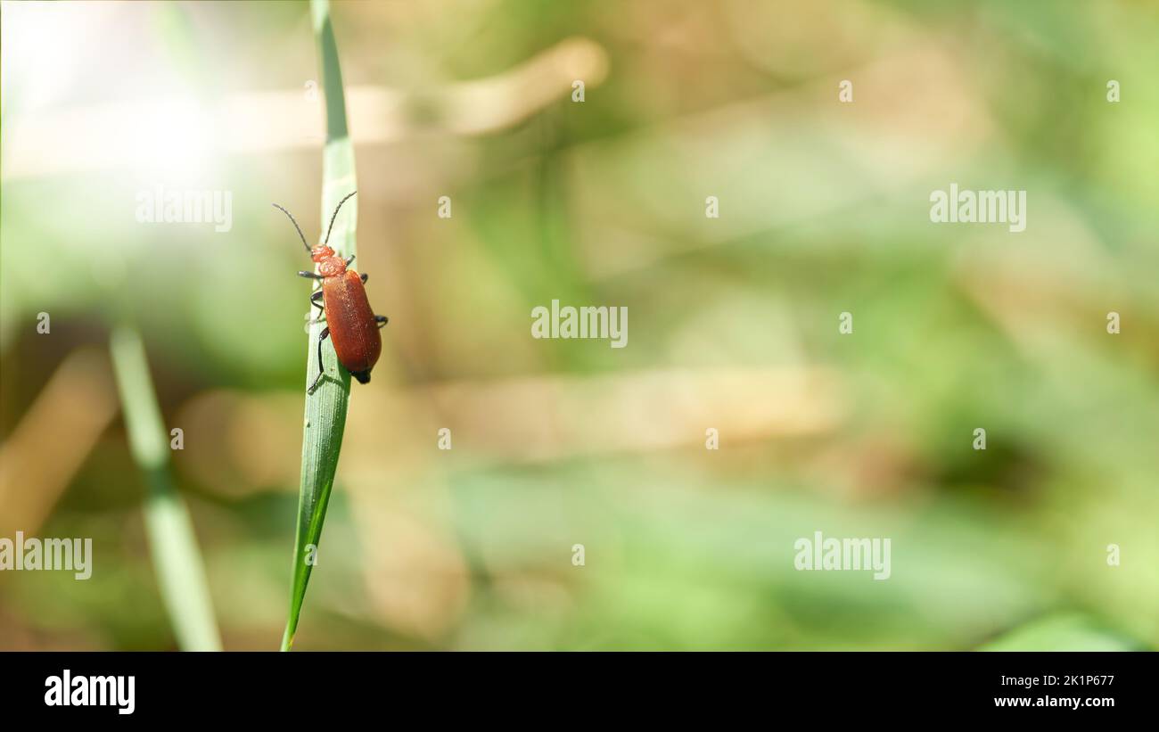 a red cardinal beetle, Pyrochroa serraticornis, climbing on a blade of grass towards the sun Stock Photo