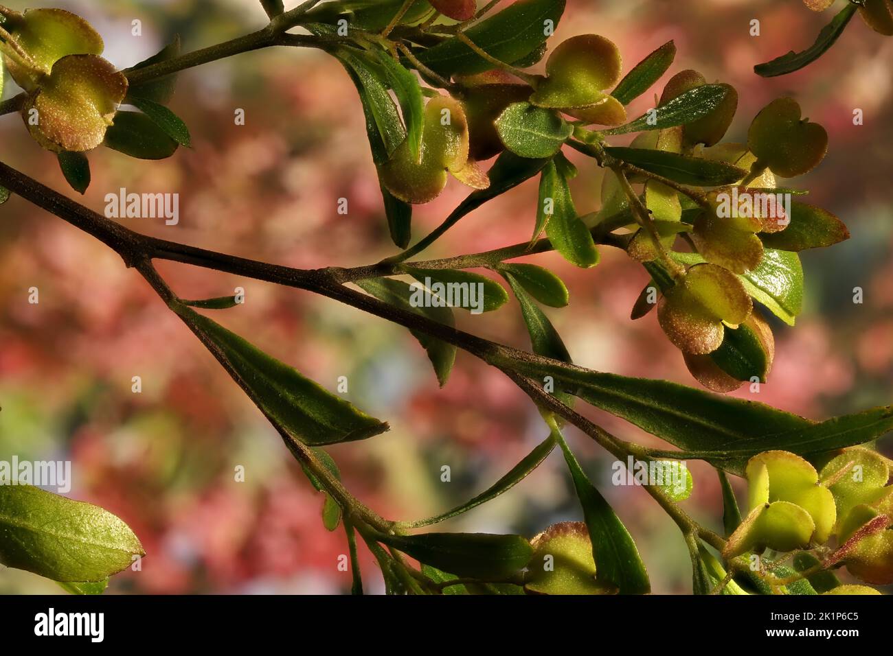 Hop Bush (Dodonaea viscosa)  flowers and foliage. Australian native plant. Stock Photo
