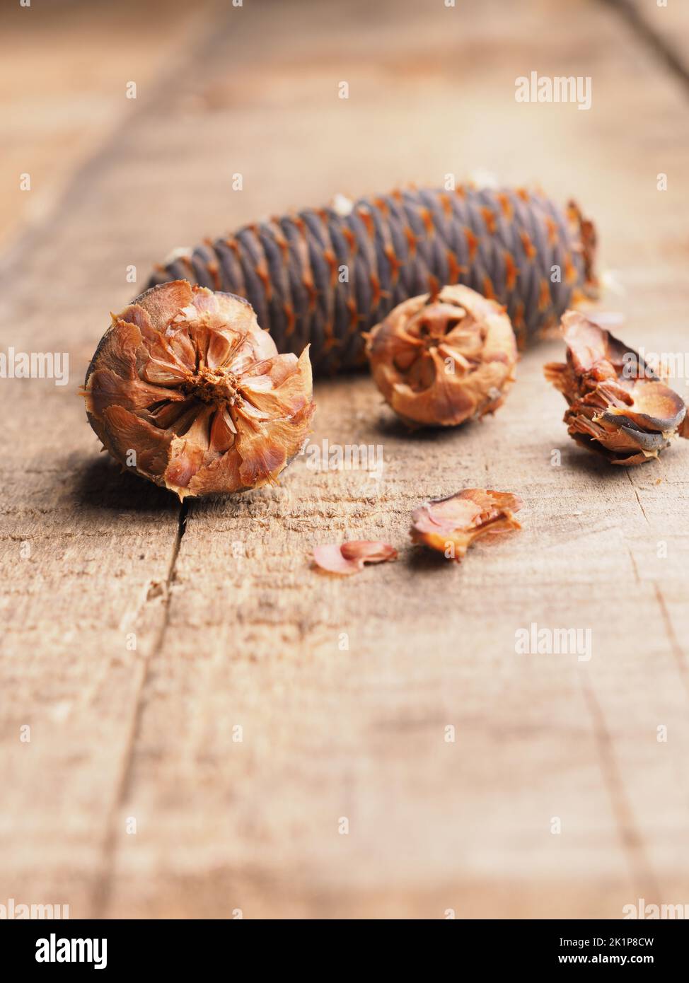 Korea fir seeds on a wooden garden table, Forestry and landscaping concept Stock Photo
