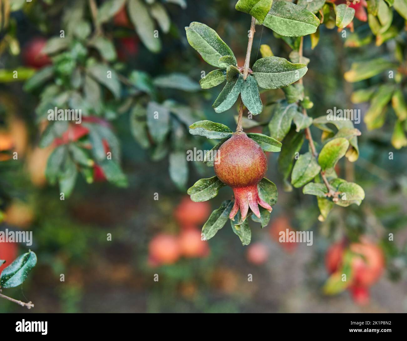 Plantation of pomegranate trees in harvest season, great fruit for Rosh