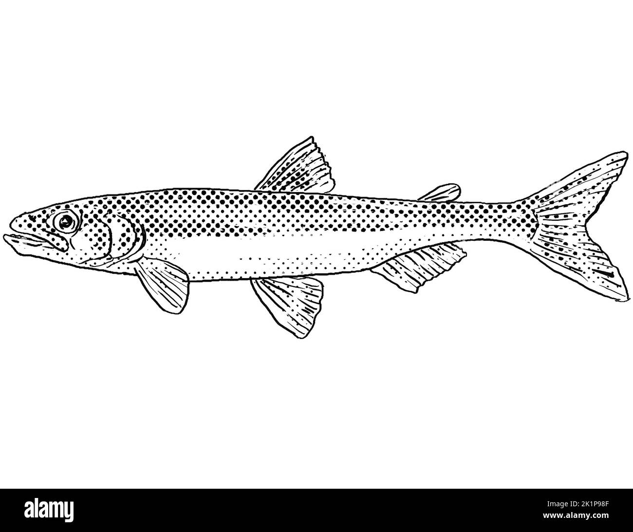 Cartoon style line drawing of a rainbow smelt or Osmerus mordax a freshwater fish endemic to North America with halftone dots shading on isolated back Stock Photo