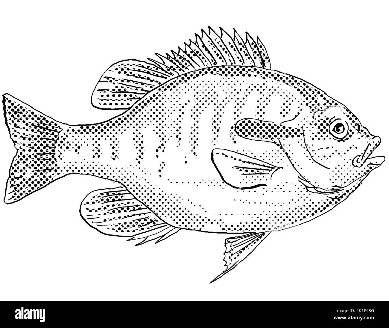 Cartoon style line drawing of a Redbreast sunfish or Lepomis auritus a freshwater fish endemic to North America with halftone dots shading on isolated Stock Photo