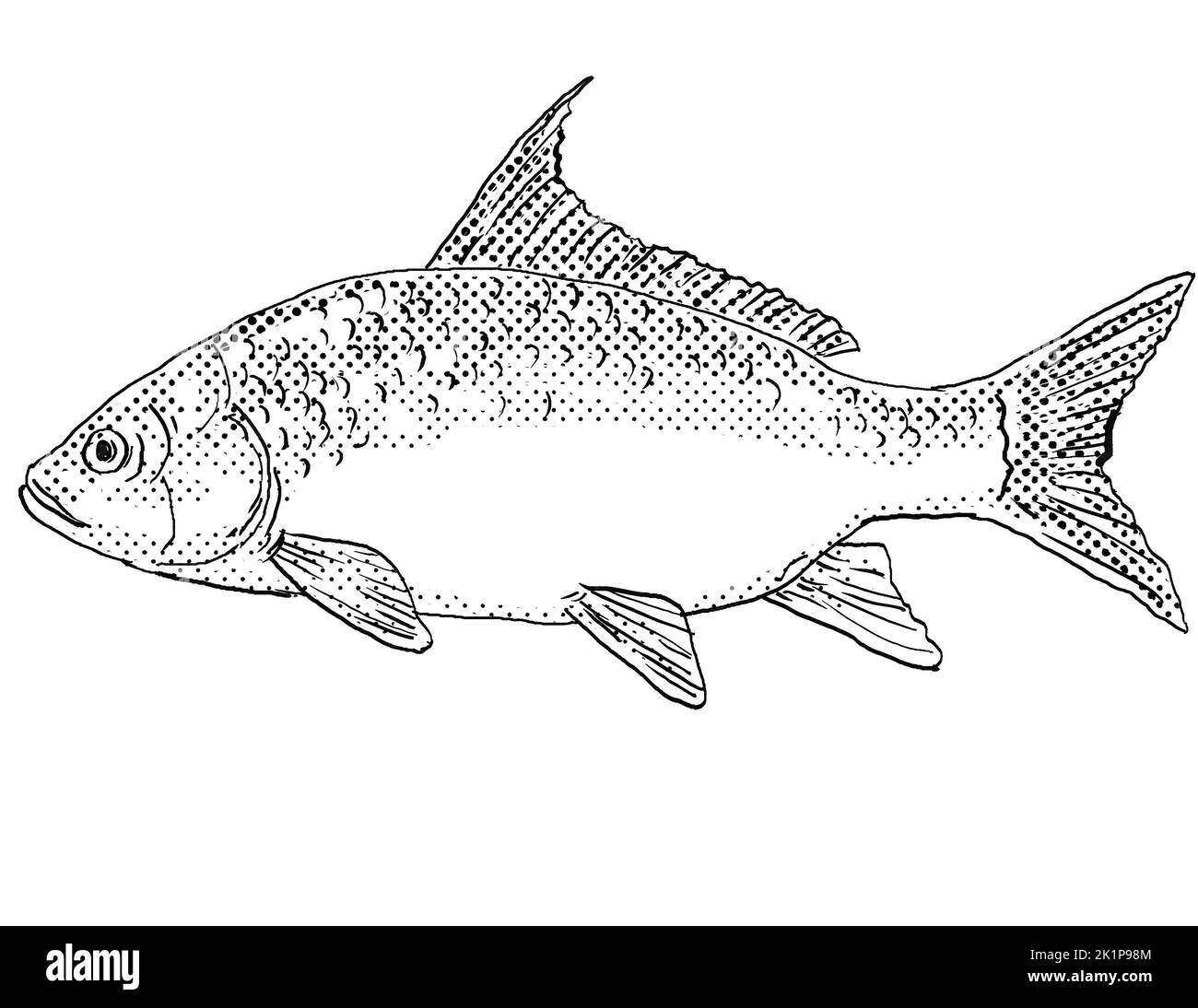 Cartoon style line drawing of a quillback Carpiodes cyprinus or quillback carpsucker a freshwater fish endemic to North America with halftone dots sha Stock Photo
