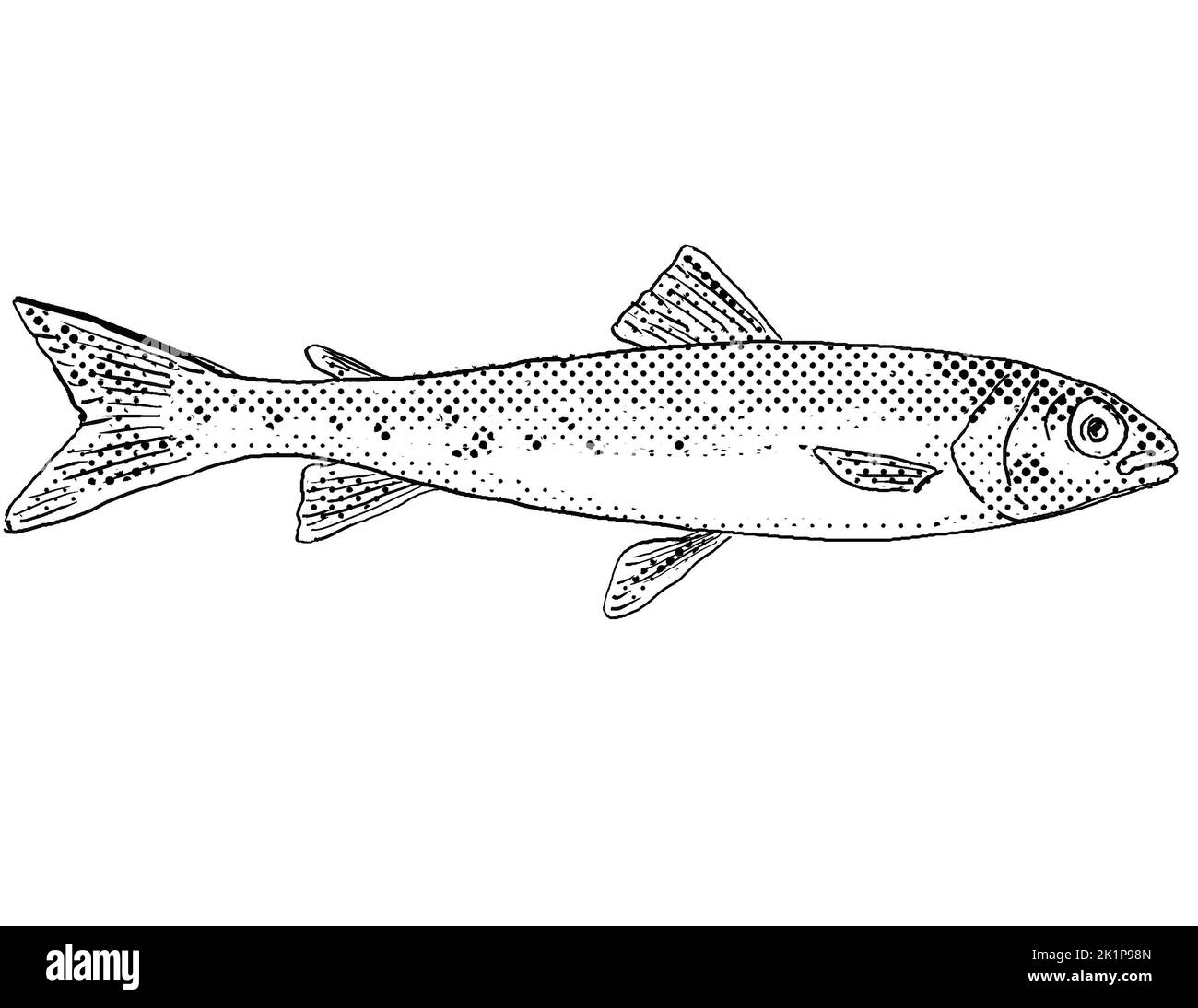 Cartoon style line drawing of a round whitefish or Prosopium cylindraceum  a freshwater fish endemic to North America with halftone dots shading on is Stock Photo