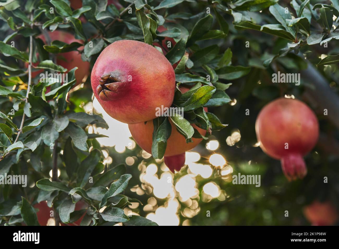 Surprising Are Pomegranates In Season Photos