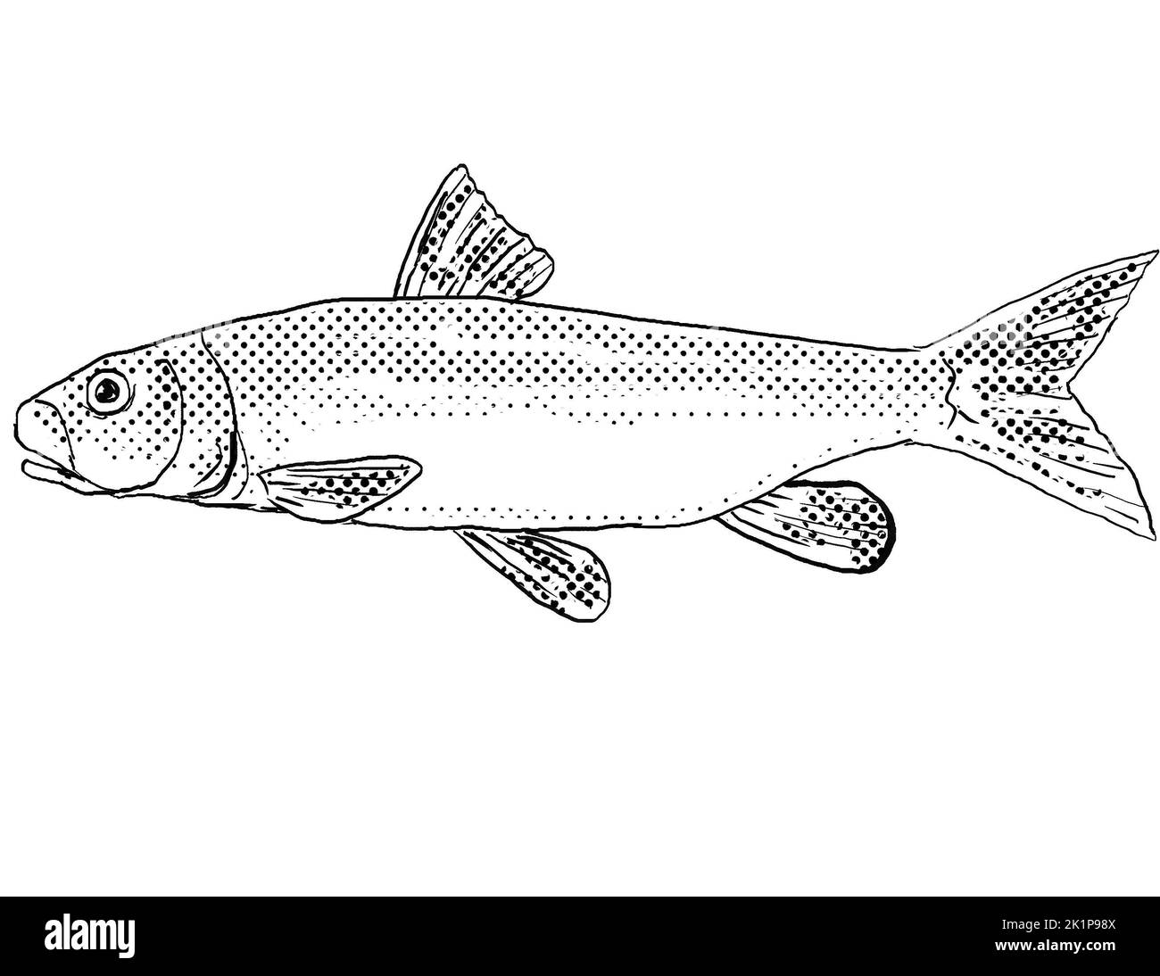 Cartoon style line drawing of a river redhorse or Moxostoma carinatum a freshwater fish endemic to North America with halftone dots shading on isolate Stock Photo